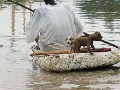 فيضانات السودان 7